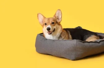 What Are the Advantages of Orthopedic Dog Beds?