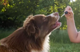 What Are the Most Effective Anti-Anxiety Products for Dogs?