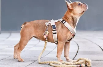 Top Picks for Every Breed