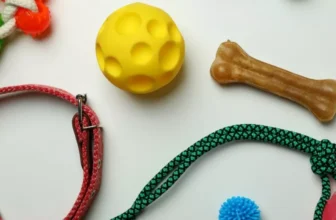Must-Have Travel Accessories for Dogs