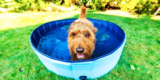 How Cooling Vests Help Dogs Beat the Heat