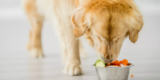 Healthy Diets for Dogs: Fueling Body and Mind