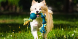 Interactive Toys Your Dog Will Love