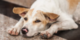 How Socialization Impacts Your Dog’s Emotional Health